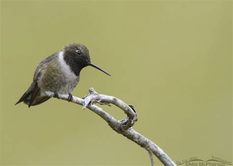 Male Black Chinned Hummingbird Tilting His Head On The Wing Photography
