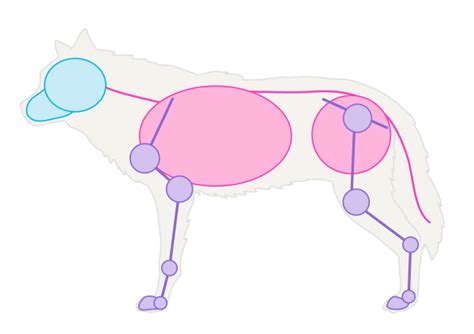 Learn how to draw and sketch dogs and create great cartoons, illustrations and drawings with these free drawing lessons. How to Draw Animals: Dogs and Wolves, and Their Anatomy