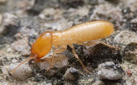 Aiken company residential services, aiken, sc low income housing. Aiken Pest Control | Serving Aiken, The CSRA & Midlands