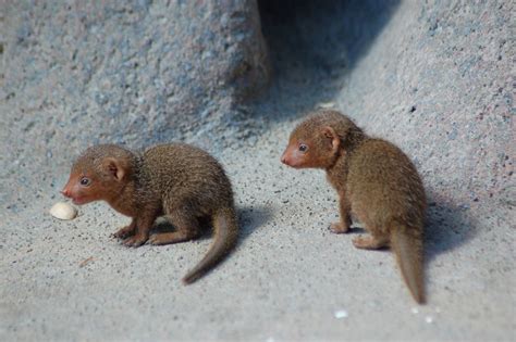 Spotlight On Cute Baby Mongooses Baby Animal Zoo
