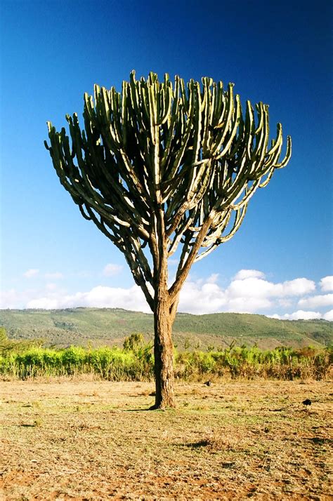 Elephant Grass African Savanna Plants Pets Lovers