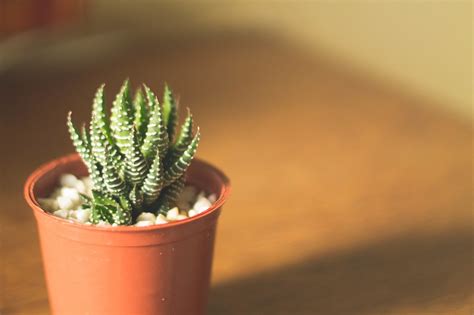 5 Sun Loving Succulents That Love The Texas Climate