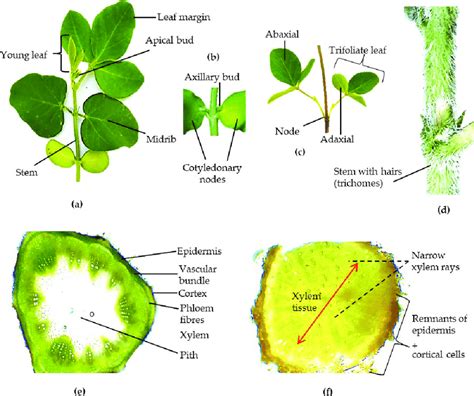 Overview Of Soybean Plant Morphology And Anatomy A Vegetative First
