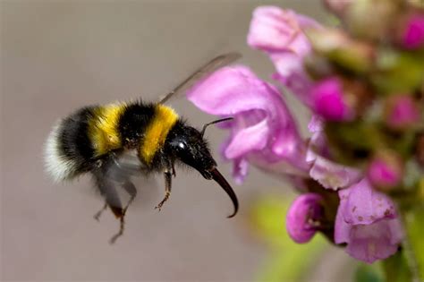 Erdbienen sind harmlos und greifen menschen nicht an. Hummeln - NABU