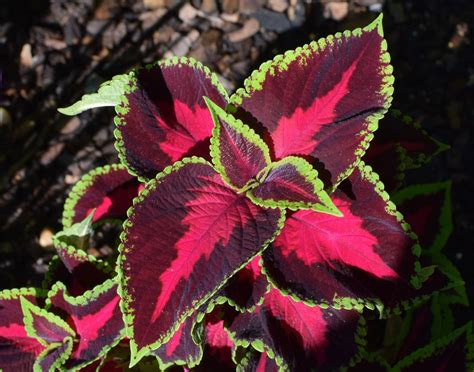 How To Care For The Coleus Plant Dengarden