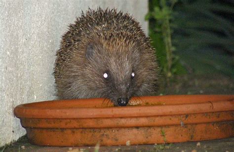 European Hedgehog Senses & Vocalisation | Wildlife Online