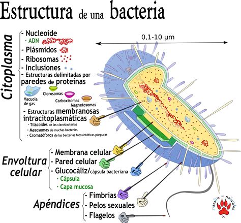 Lista 99 Imagen De Fondo Dibujo De Una Bacteria Y Sus Partes Alta