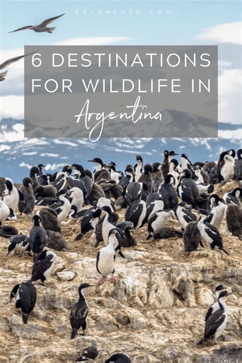 The 6 Best Places To See Wildlife In Argentina Argentina Animals
