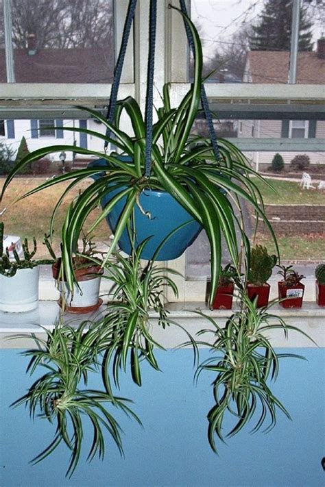 All of these air purifying plant packs are meant for indoor settings only. Spider plant. bedroom plant. relaxing indoor plant. air ...