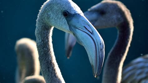 Desktop Wallpaper Flamingo Bird Beak Muzzle Hd Image Picture