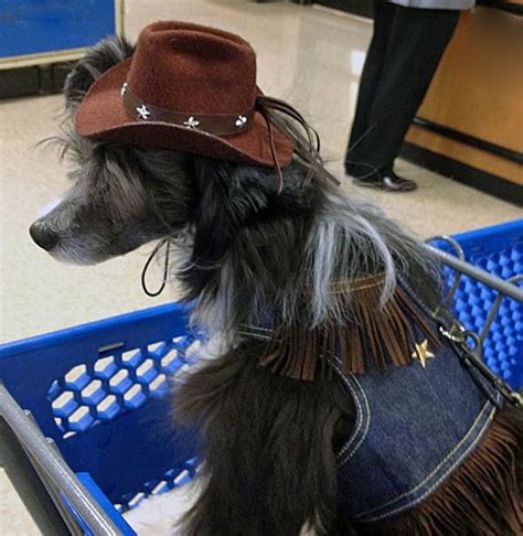 Dog Cowboy Hat Brown Felt Baxterboo