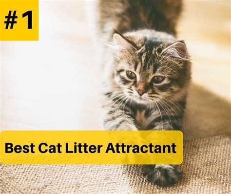 The cats will have a fun toy to play with plus they will smell the litter inside which is a natural attractant to cats. Top 5 Best Cat Litter Attractant Reviews in 2020 in 2020 ...