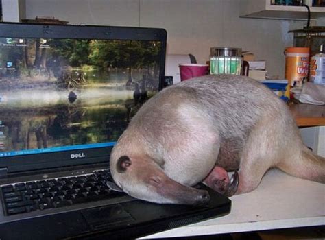 Pardon Me Sirbut Is That An Anteater Sleeping On Your Laptop