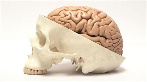 Cerebro Humano Evoluciona Gradualmente Desde Millones De A Os La