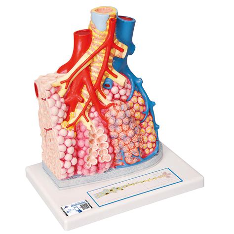 Lobulillos Pulmonares Y Vasos Sanguíneos Adyacentes 3b Smart Anatomy