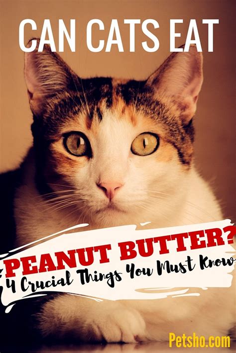 Can Cats Eat Peanut Butter 4 Things You Need To Know