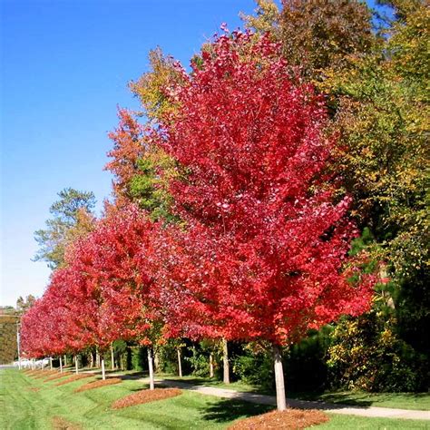 Autumn Blaze Maple Trees For Sale