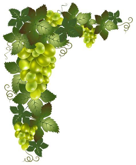 Corner Clipart Grape Vine Corner Grape Vine Transparent Free For