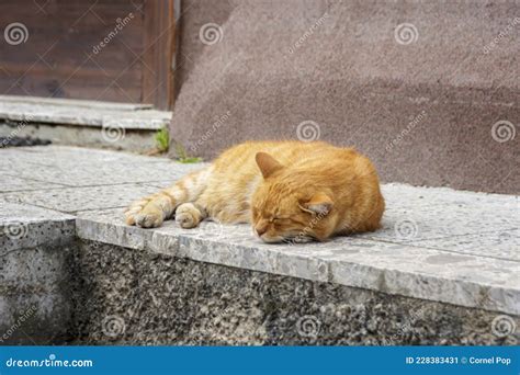 Cat Sleeping Stock Image Image Of Outside Kind Cute 228383431