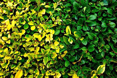 Boxwood, often trimmed like a ball, is as beautiful in the ground as it is in pots or standalone. How big do Boxwoods get? - Aura Trees