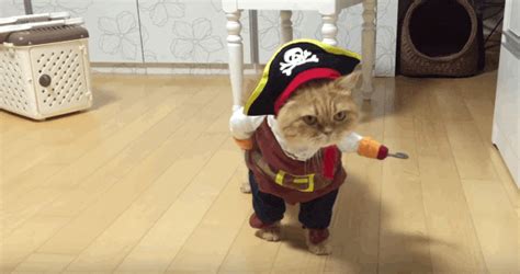 Pirate Cat Is Ready To Sail The High Seas In Cute Halloween Costume