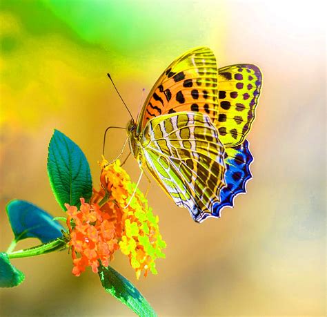 Hd Wallpaper Whatsapp Dp Flowers With Butterfly Download Free Mock Up