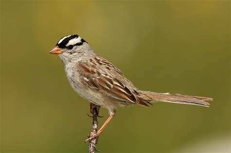 Filewhite Crowned Sparrow Wikipedia