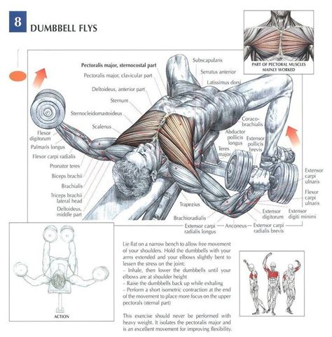 This page provides an overview of the chest muscle group. Dumbbell Flat Bench Fly - muscles hit | Chest, Delts, Tri ...