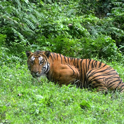 We would like to show you a description here but the site won't allow us. El número de tigres salvajes en Tailandia aumenta ...