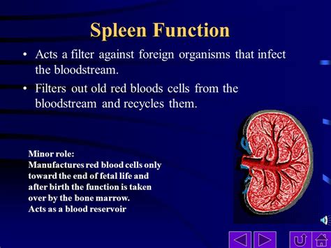 Spleen Enlarged Size What Causes An Enlarged Spleen Swollen Spleen