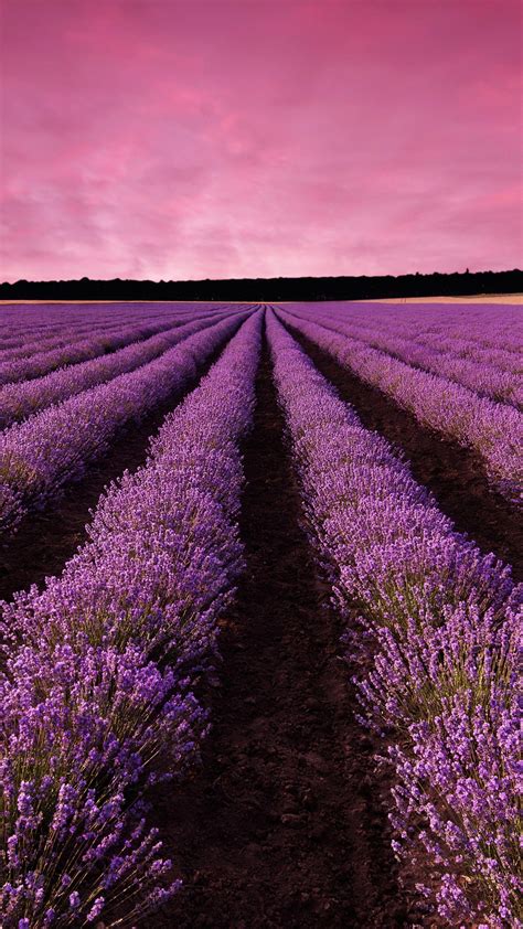 4k Lavender Wallpapers Top Free 4k Lavender Backgrounds Wallpaperaccess