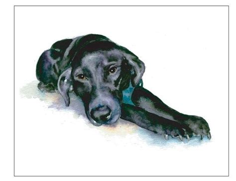 1500 Shipping Black Labrador Retriever Laying Down Dog Pet