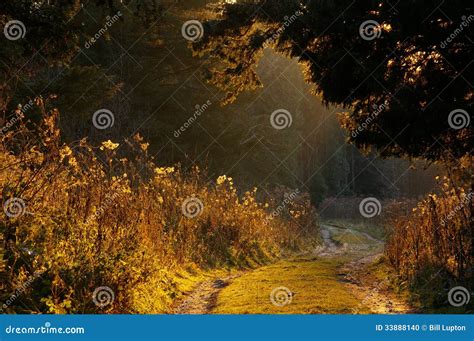 Sunlit Woodland Path Stock Photo Image Of Abstract Autumn 33888140