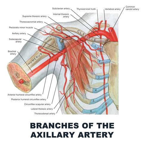 Branches Of The Axillary Artery Anatomy Images Illustrations