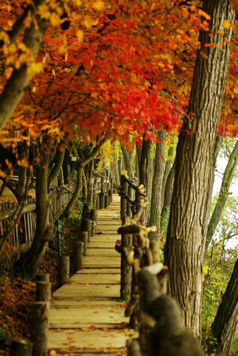 Like most of us, i learned about nami island when it was used as a setting for winter sonata, a korean drama that became a phenomenal hit in many asian countries, adding more fuel to the already unstoppable. SEOUL: Full-Day Nami Island & Petite France Tour (min. 3paxs)