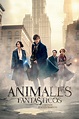 Animales fantásticos y dónde encontrarlos (2016) — The Movie Database ...