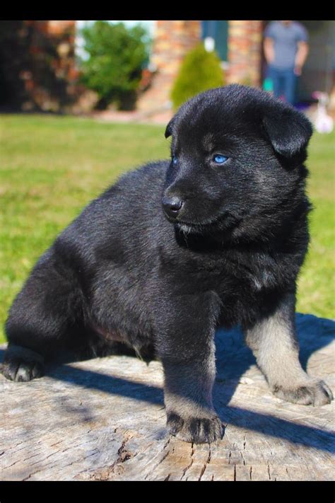 Blue Eyed German Shepherd Puppy