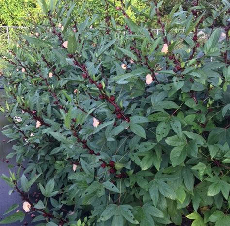 Vegetable And Fruit Gardening In SW Florida Roselle Jamaican Sorrel