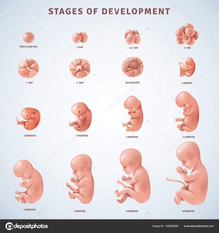 Crecimiento Y Desarrollo Embrionario Y Fetal Vrogue Co