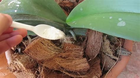 Instant quality results at searchandshopping.org! Fertilizing Orchids Bloom Booster!!! - YouTube