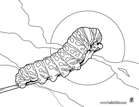Monarch Caterpillar Coloring Page Sketch Coloring Page