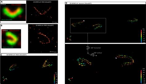 Resolving The Molecular Architecture Of The Photoreceptor Active Zone