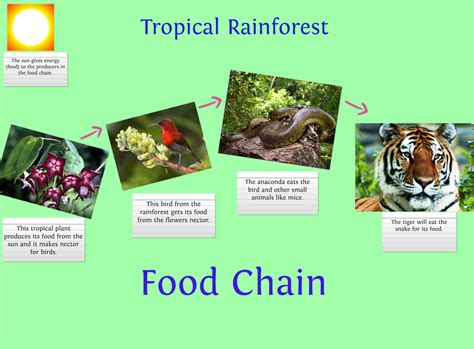 Tropical Rainforest Example Of A Food Chain In The Tropical Rainforest