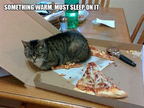 39 Hilarious Examples Of Cat Logic That Will Make You Shake Your Head