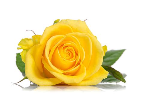 Royalty Free Single Yellow Rose Pictures Images And Stock Photos Istock
