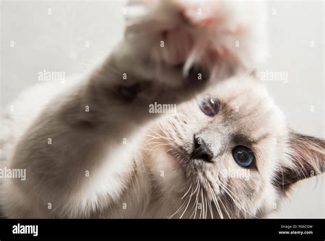 Cute Cat Reaching Hi Res Stock Photography And Images Alamy