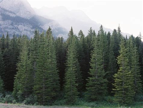 The Benefits Of Planting Hemlock Trees Types Of Evergreen Trees