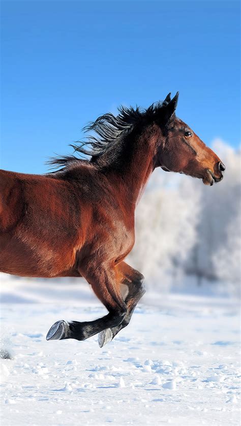 Caballo Corriendo En La Nieve Fondo De Pantalla 4k Hd Id7281