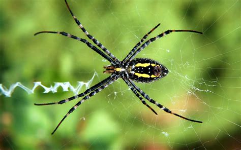 Wallpaper Nature Arachnid Fauna Close Up Macro Photography Plant