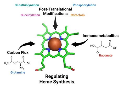 Ijms Free Full Text New Avenues Of Heme Synthesis Regulation